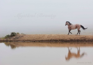 wyoming, horses, fog, amanda smith, photographer, mist, morning, nikon, zoom