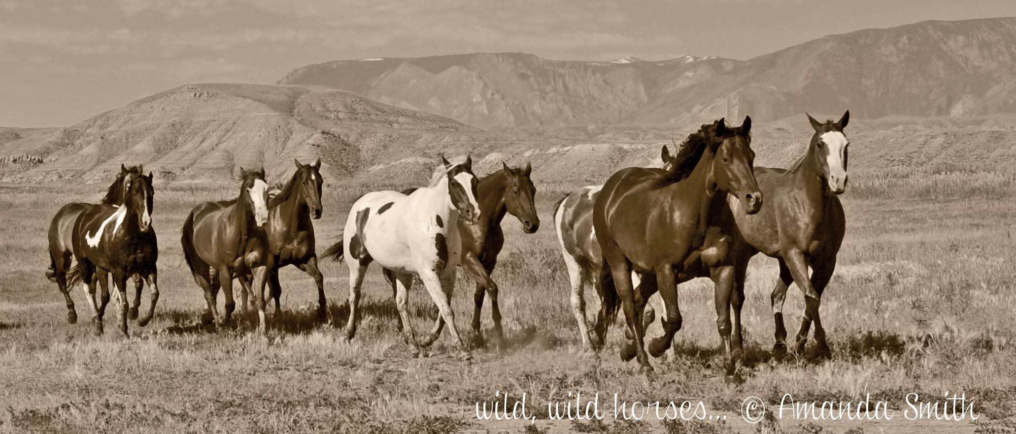 horses, wild, amanda smith, wyoming, photographer